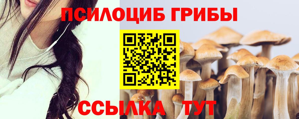 Галлюциногенные грибы Psilocybe Петропавловск-Камчатский